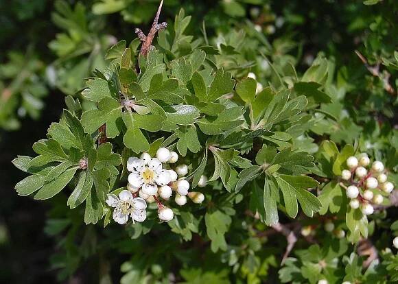 arbol Crataegus azarolus