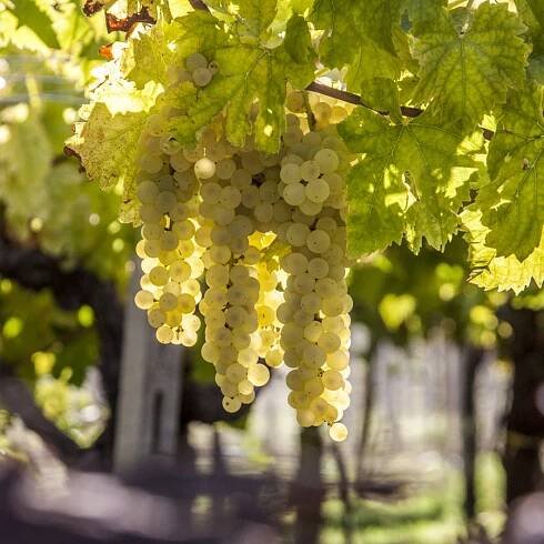 Tenuta Talamonti – Azienda Vinicola – Abruzzo – Italy
