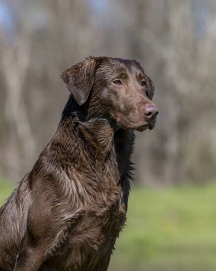 Boogie - Bourbon Country Retrievers