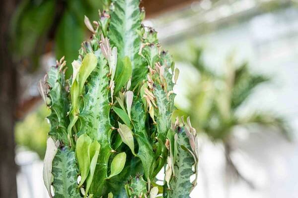 A Fast-Growing Cactus-Like Succulent for Indoors or Outdoors