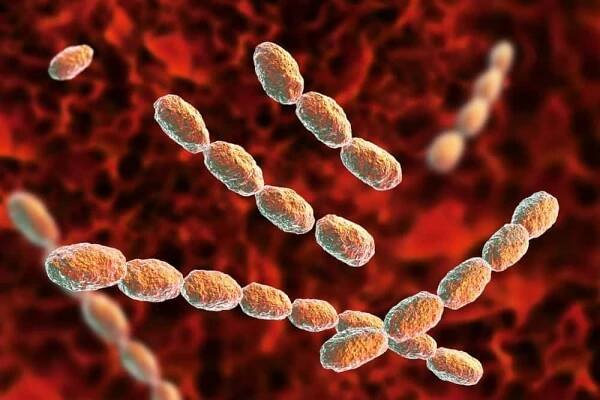 Měkký vřed neboli ulcus molle způsobují bakterie Haemophilus ducreyi. Mezi charakteristické příznaky tohoto onemocnění patří výskyt mnohočetných vředů v oblasti genitálií.