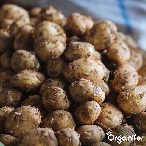 BIO Potato Seeds Vitabella A 28_35 8