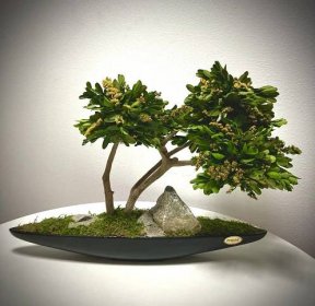 Stabilizovaný bonsaj 1. v čiernej lodi�čke
