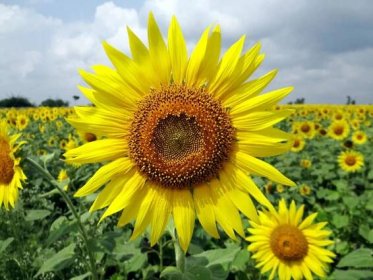 Slunečnice – květina indiánů