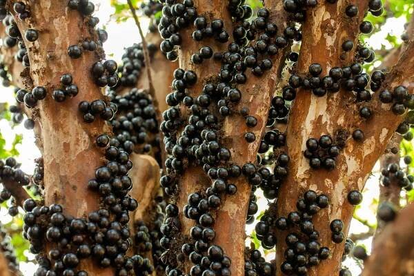 35 Facts About Jaboticaba
