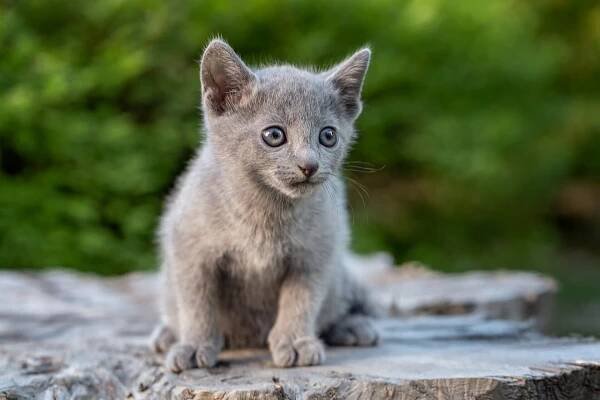 Купить русского голубого котенка. Купить котенка русской голубой. Фото котят русской голубой. Котенок русской голубой.