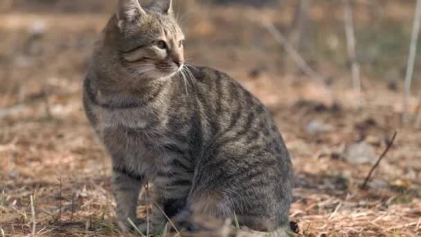 Britské plemeno kočka mňoukání s Cat zvuky, Pěkný kočka mňoukání na podlaze přírody se zvukem Natural Cat. — Stock záběr