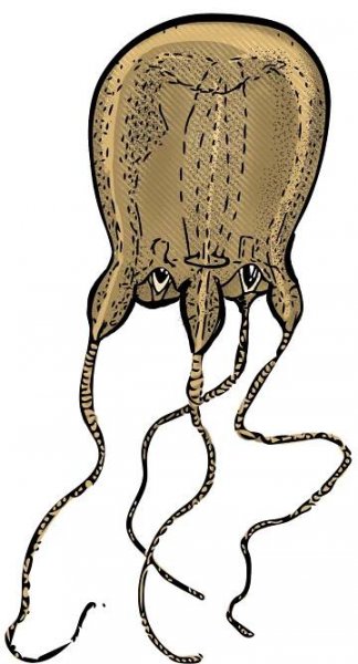 How to Survive a Box Jellyfish Sting (According to Science)