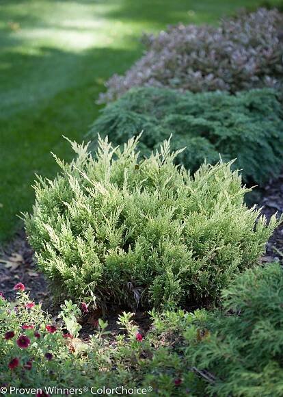 Good Vibrations® Gold - Juniperus horizontalis | Proven Winners