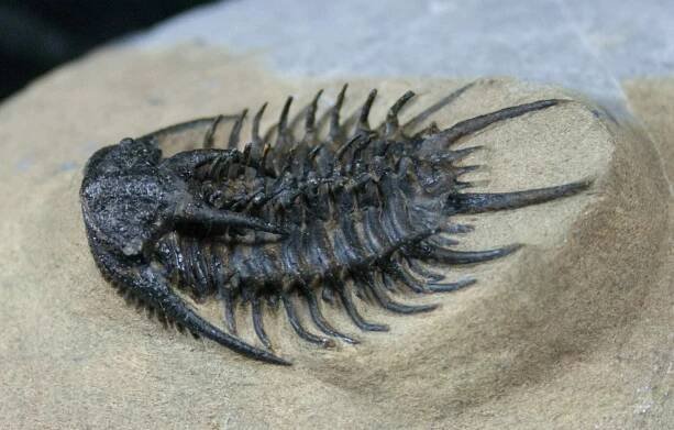 Trilobiti, fascinující prehistoričtí členovci Země » Geologie