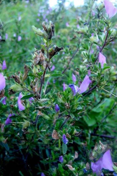 Forum / Obrázek : Jehlice trnitá (Ononis spinosa)