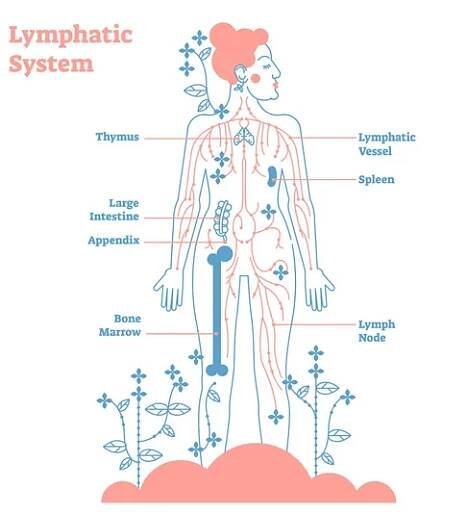 Umělecké lymfatický systém anatomické vektorové ilustrace diagramu plakát, dekorativní a elegantní zdravotní systém s lymfatických uzlin a tkáňové cirkulaci tekutin tok v síti. — Ilustrace