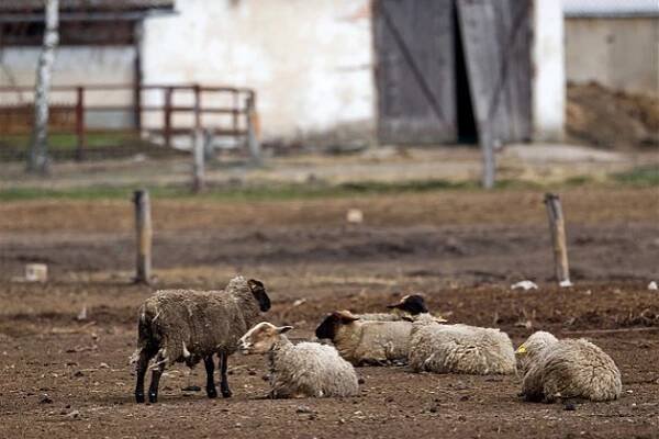Fotogalerie: Týrané ovce na farmě v Bělči nad Orlicí na Královéhradecku.