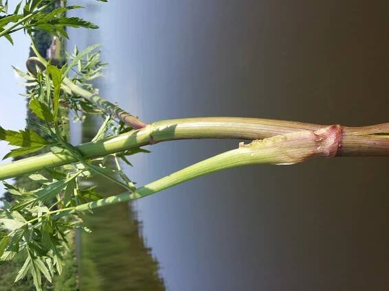 Soubor:Cicuta virosa sl28.jpg – Wikipedie