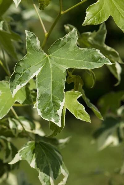 Liquidambar styraciflua ´Silver King´ - ambroň západní - list léto 