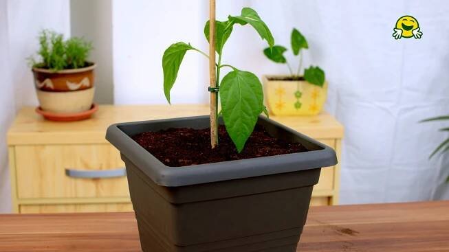 🧺🌶️ Výsadba papriky do nádob pro pěstování venku - Návod - Šikulio