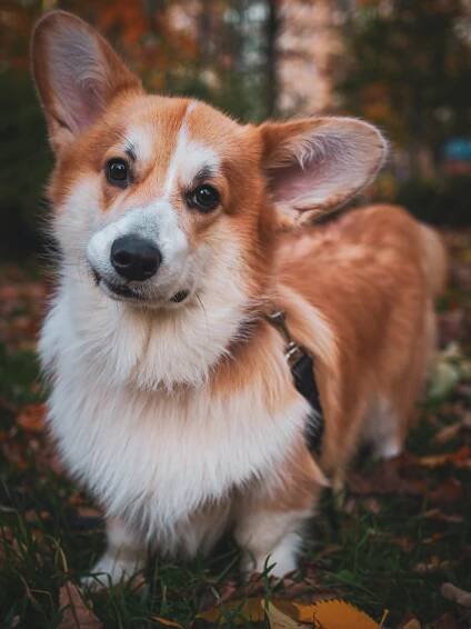 bezplatná Základová fotografie zdarma na téma černé psí skvrny, chůze, corgi Základová fotografie