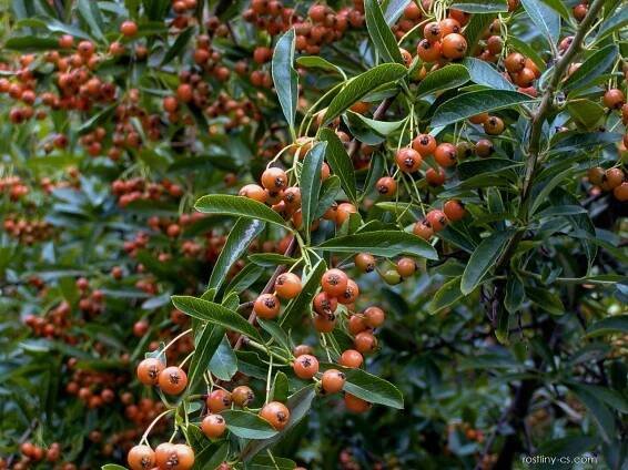 Hlohyně šarlatová Orange Glow (Pyracantha coccinea), plody, plodenství