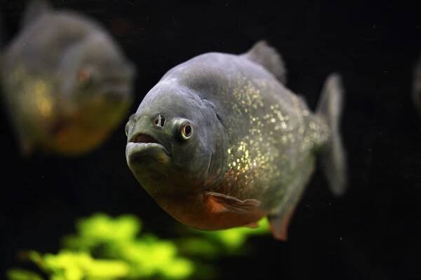 Divoký Red-bellied piraňa (Pygocentrus nattereri) — Stock obrázek