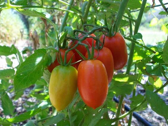 Tomato Rocket: charakteristika a popis odrůdy, výnos a pěstování s fotografiemi