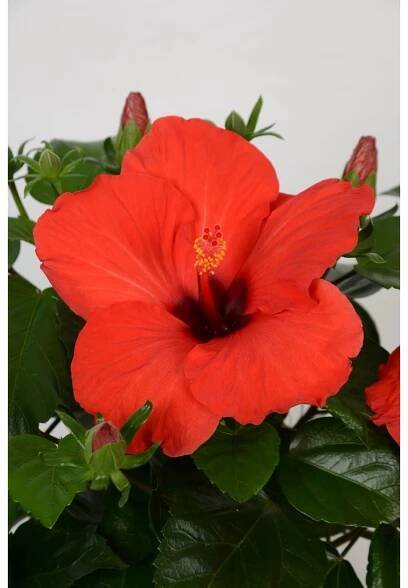 Ibišek čínská růže (Hibiscus rosa-sinensis), výška 47 cm, pr. 17 cm, červená nakoupit u OBI