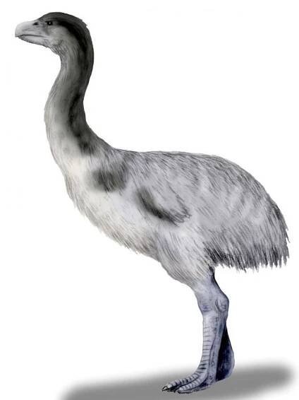 Jak zanikla australská megafauna?