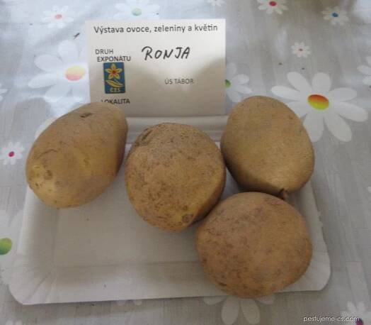 Brambor hlíznatý Roňa (Solanum tuberosum)