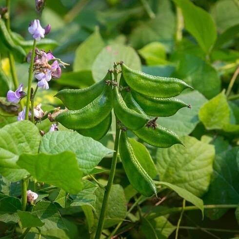Pruning Hyacinth Bean Plants: When To Prune Hyacinth Bean Plants