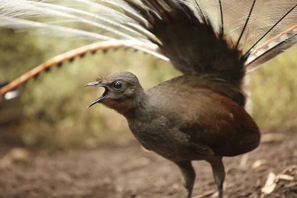 A large brown bird with a long tail and an open beak
