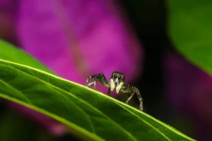 Skákání pavouk na zelený list — Stock obrázek