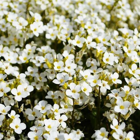 Tařicovka Snow Crystal - Lobularia maritima - semena tařicovky - 200 ks