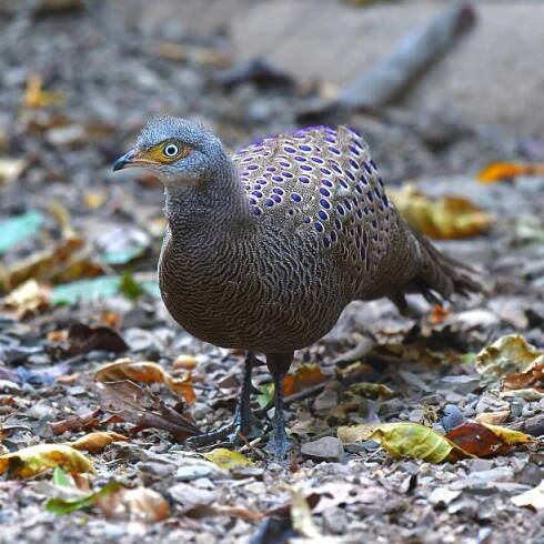 šedý páv bažant pták - blue pitta - stock snímky, obrázky a fotky