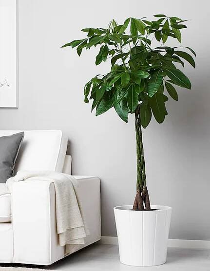 Alocasia Amazonica Polly - Plant World London