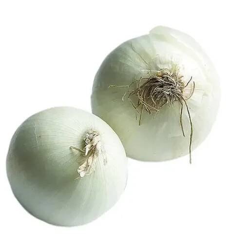 Cibule bílá