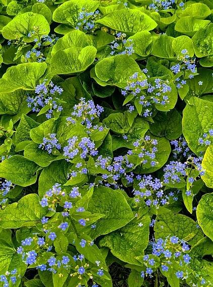 bezplatná Bujná podívaná na modré květy pomněnky se zelenými listy ve tvaru srdce, zachycená na jaře. Základová fotografie