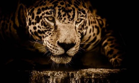 Jaguár je největší zástupce kočkovitých šelem Nového světa