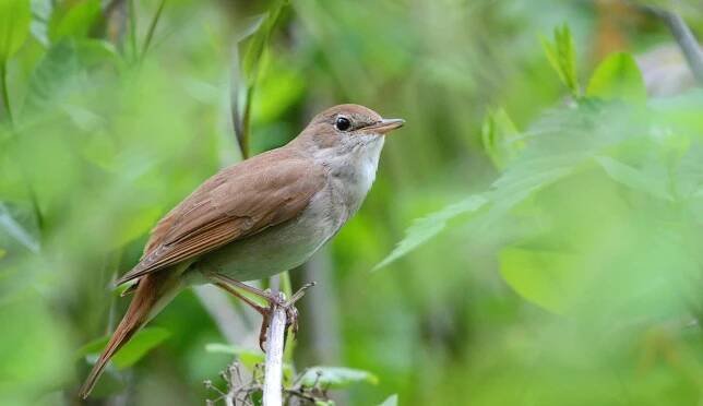 Common nightingale (Luscinia megarhynchos) singing tour - Bird Watching in Russia