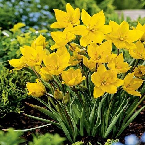 Tulipán Botanický Sylvestris 5 ks Tulipány Cibulky Tulipánů Cibule