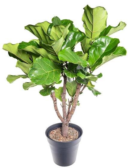 Fíkus, Ficus lyrata, průměr květináče 27 cm skladem | ZAZUMi.cz