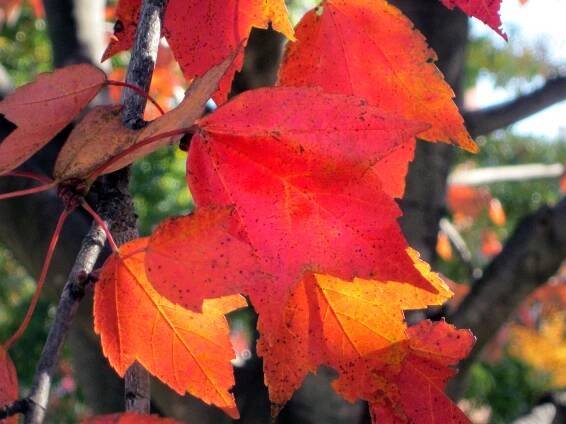 Acer rubrum, Red Maple