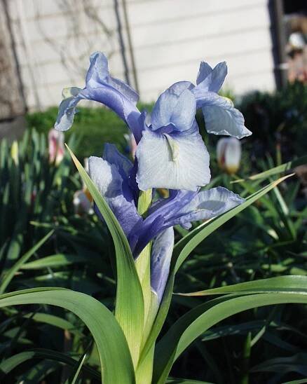 Juno Irises - Juno Iris