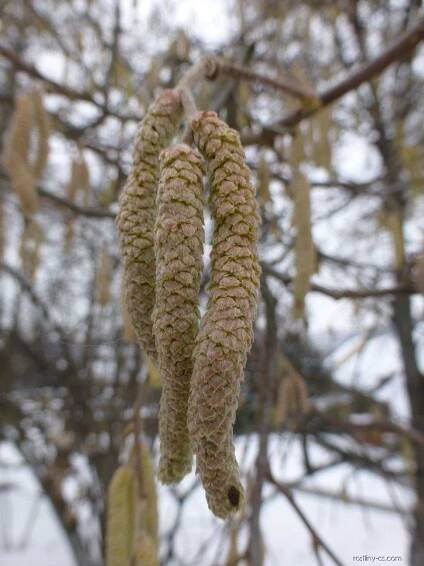 Diskusní fórum: quercifolia 1