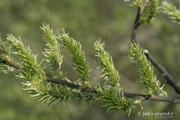 Vrba popelavá (Salix cinerea)