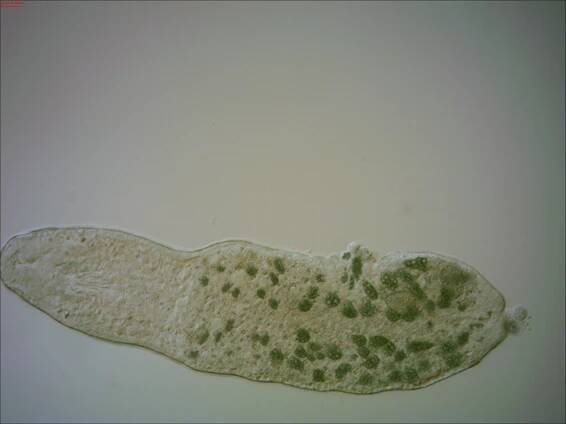 Stenostomidae