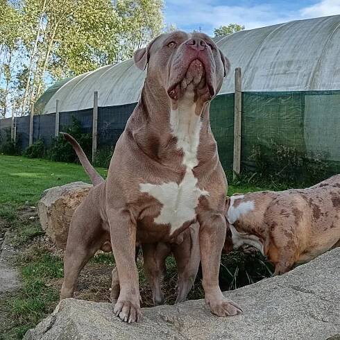 Krycí pes American bully XL / XXL