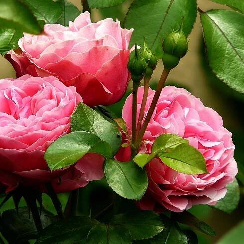 Sazenice růže – Růže velkokvětá pnoucí růžová – Rosa