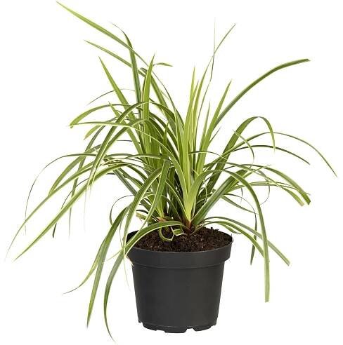 OBI Ostřice japonská "Ice Dance" průměr květináče cca 16 cm Carex morrowii nakoupit u OBI