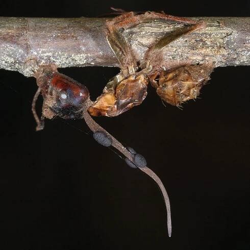 Climate Change Made Zombie Ants Even More Cunning