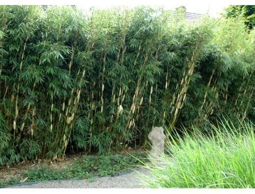 Fargesia robusta 'Pingwu'