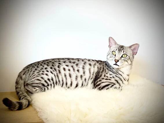 Egyptska-mau